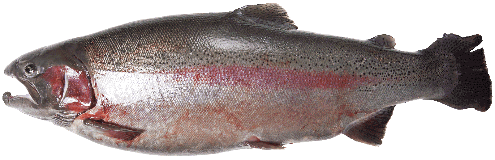 Rainbow Trout - Oncorhynchus Mykiss