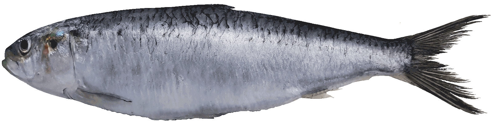 Sardines - Sardina Pilchardus