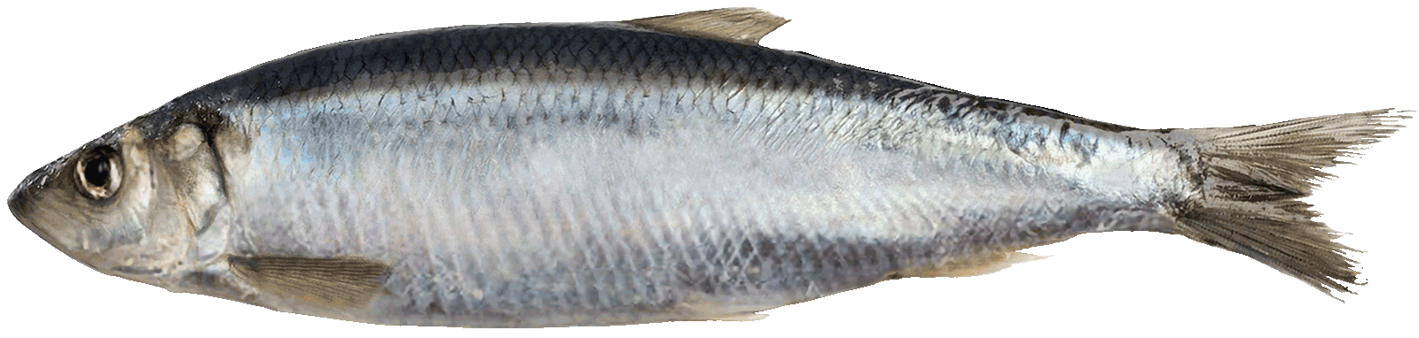 Herring - Clupea Harengus