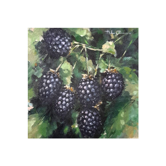 Zwartfruit - Origineel