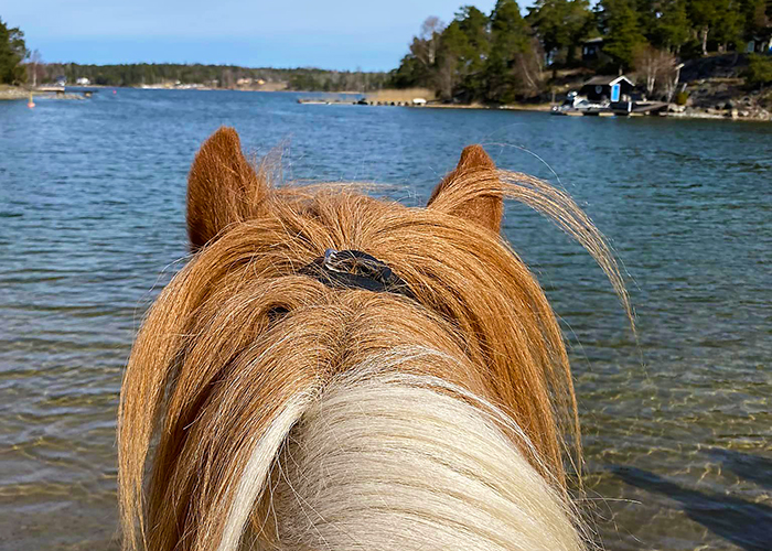 Islandshäst i skärgården