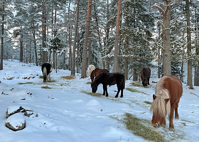 Mumsar_i_hagen_700x500px