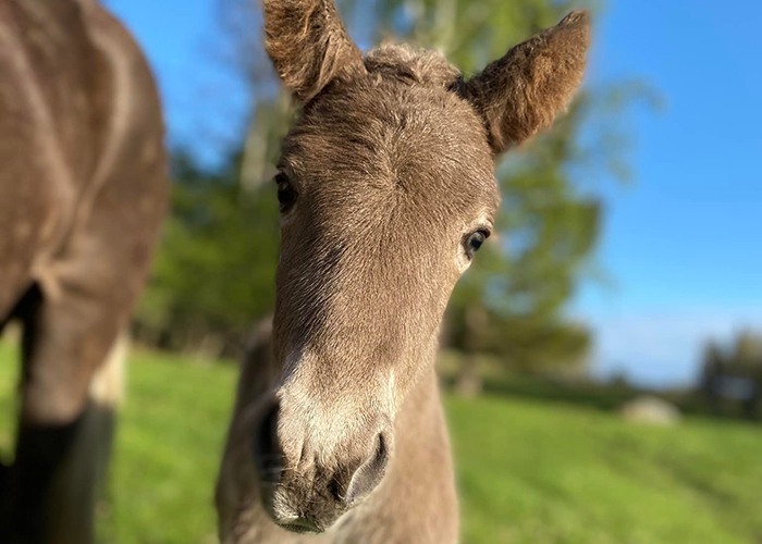 Foto på islandshästföl