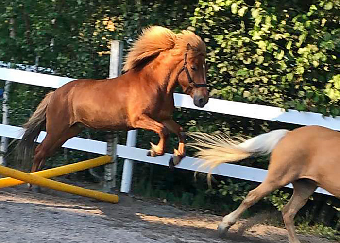 Foto på islandshästar som löshoppar hinder