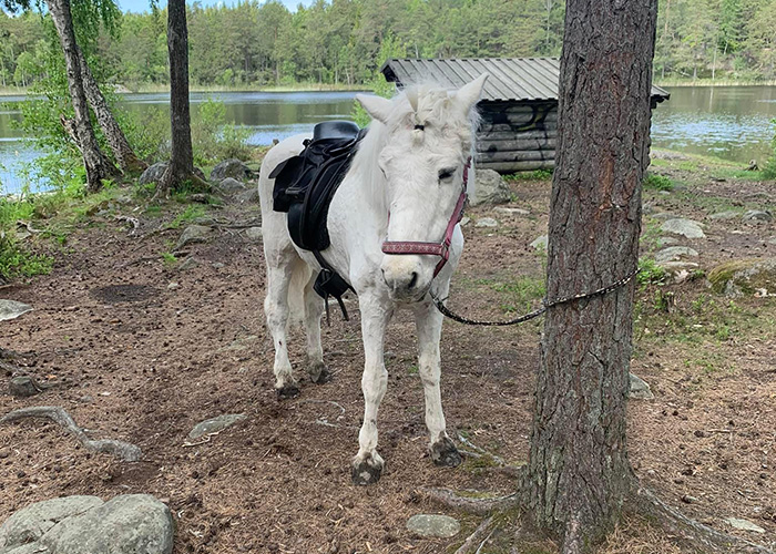 Foto på islandshäst som pausar på långtur