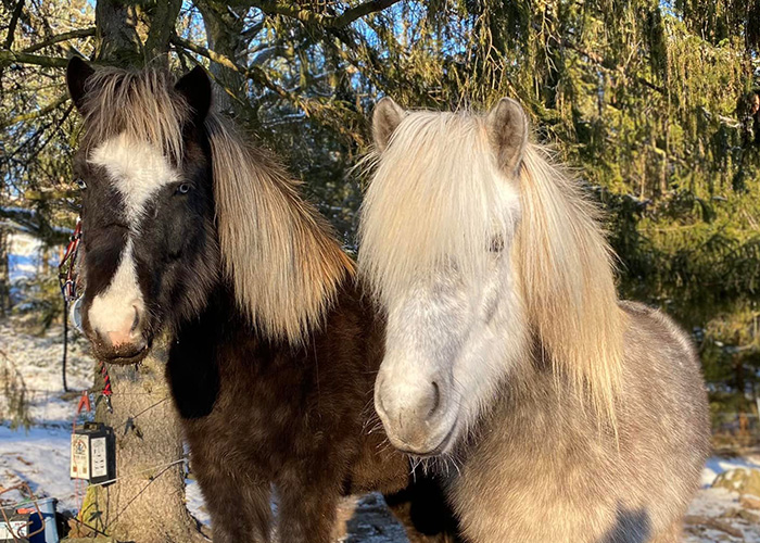 Foto på islandshästar