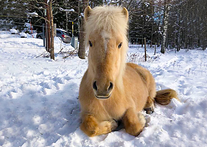 Bild på islandshäst som vilar