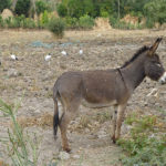 Abyssinian donkey