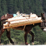 Balkan donkey (Domaci balkanski magarac)