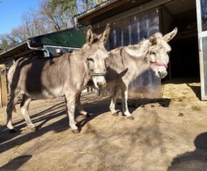 Ezels Bonnie en Brenda