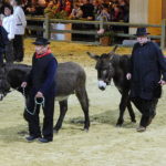 Bourbonnais donkey (Âne du Bourbonnais)