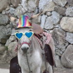 Brasil donkey