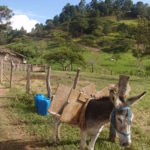 Burro Kentucky donkey