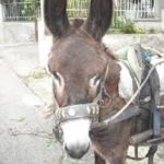 Castel Morrone donkey (Asino di Castel Morrone)