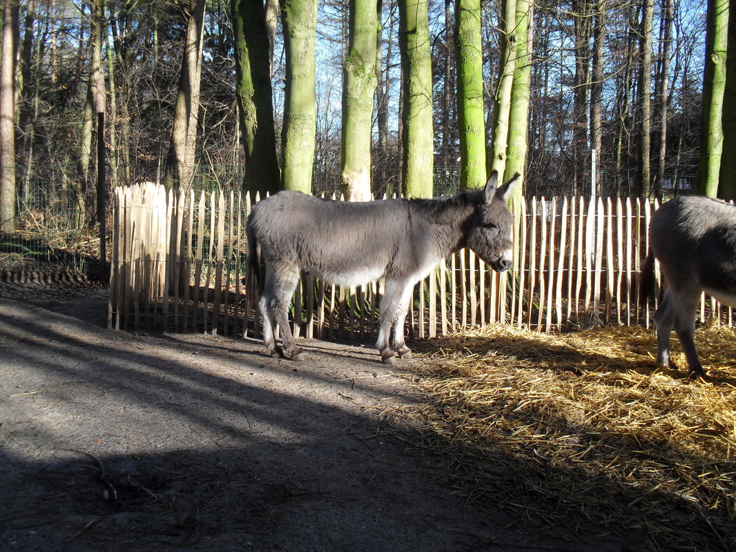 Ezel Donkey Beige bruine ruin 1998