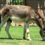 Chile_Donkey Asno