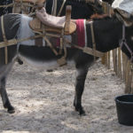 Corsican Donkey