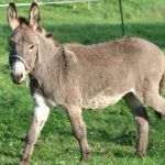 Cotentin donkey (Âne du Cotentin)
