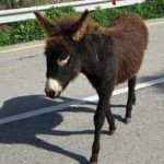 Cyprus donkey