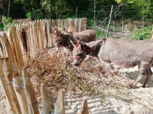 Janneke en Bella in hun eigen Donkey Paradise