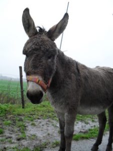 Janneke Ezel Muildier Mule Donkey