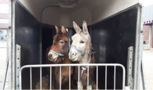 Jelle en Mack ezels vader en zoon Donkey Sanctuary