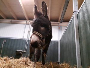 muildier ezel mule donkey