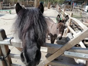 Johnny de pony met fan Rusty