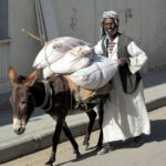 Kassala donkey