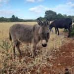 Libyan donkey