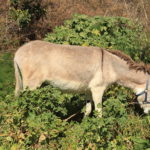 Maltese donkey (Hmar Malti)