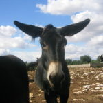 Martina Franca donkey (Asino di Martina Franca)