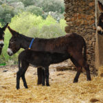 Miranda donkey (Burro do Miranda)