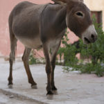 Moroccan donkey