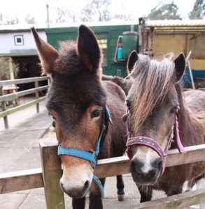 Muilezel Muildier Mule Muffin Bunnik