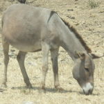 Muscat donkey