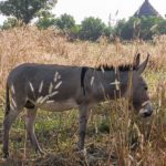 Native donkey of North Africa