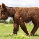 Poitou donkey (Baudet de Poitou), Poitevin2