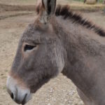 Provence donkey (Âne de Provence)