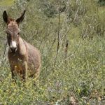 Qubressy donkey