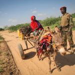 Somali donkey