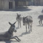Sperki breed donkey