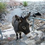 Syrian donkey