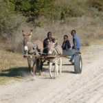 Tswana donkey