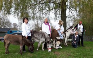 ezelkeuring ezel stamboek ezel vereniging oude ezels verkiezing