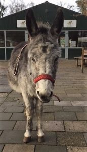 Felix ezel wandeling in de kou donkey ezel opvang donkey sanctuary