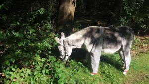 Ezel fiona met ezelbroek tegen de vliegen