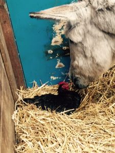 Klara de kip trekt in bij Ezel Elisabeth, samen in de stal genieten