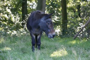 Een bijzonder muildier is onze Hans