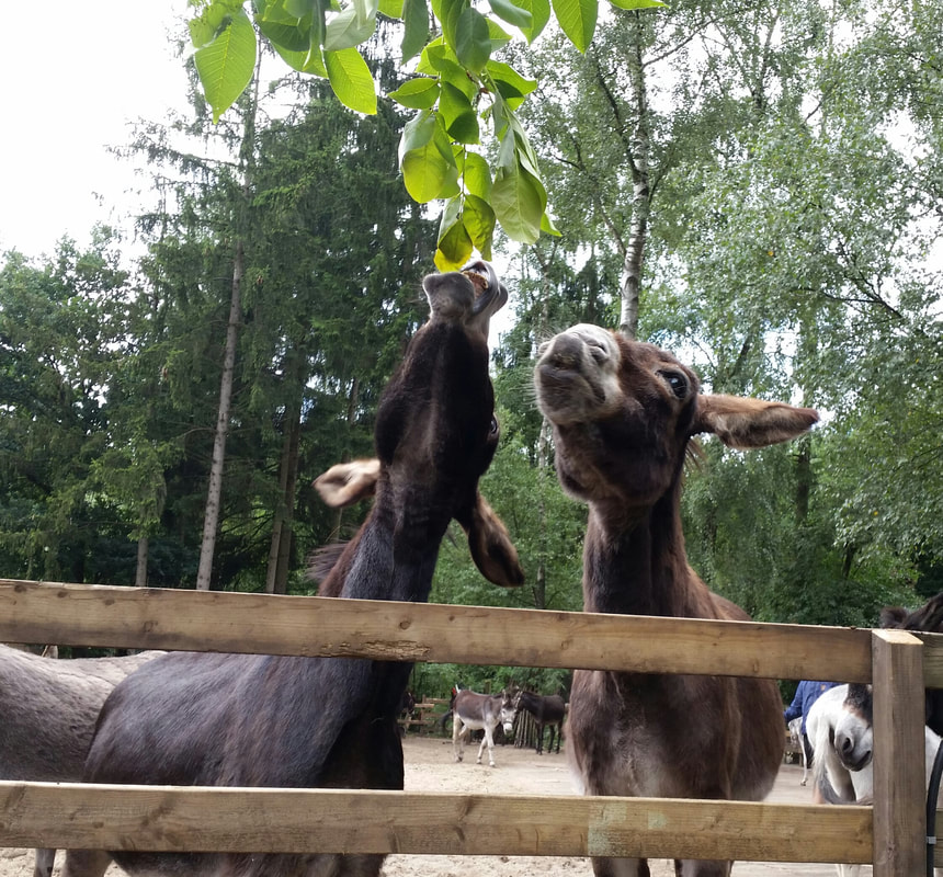 Trijntje en Dieske eten blaadjes uit de walnotenboom. Ezelgymnastiek